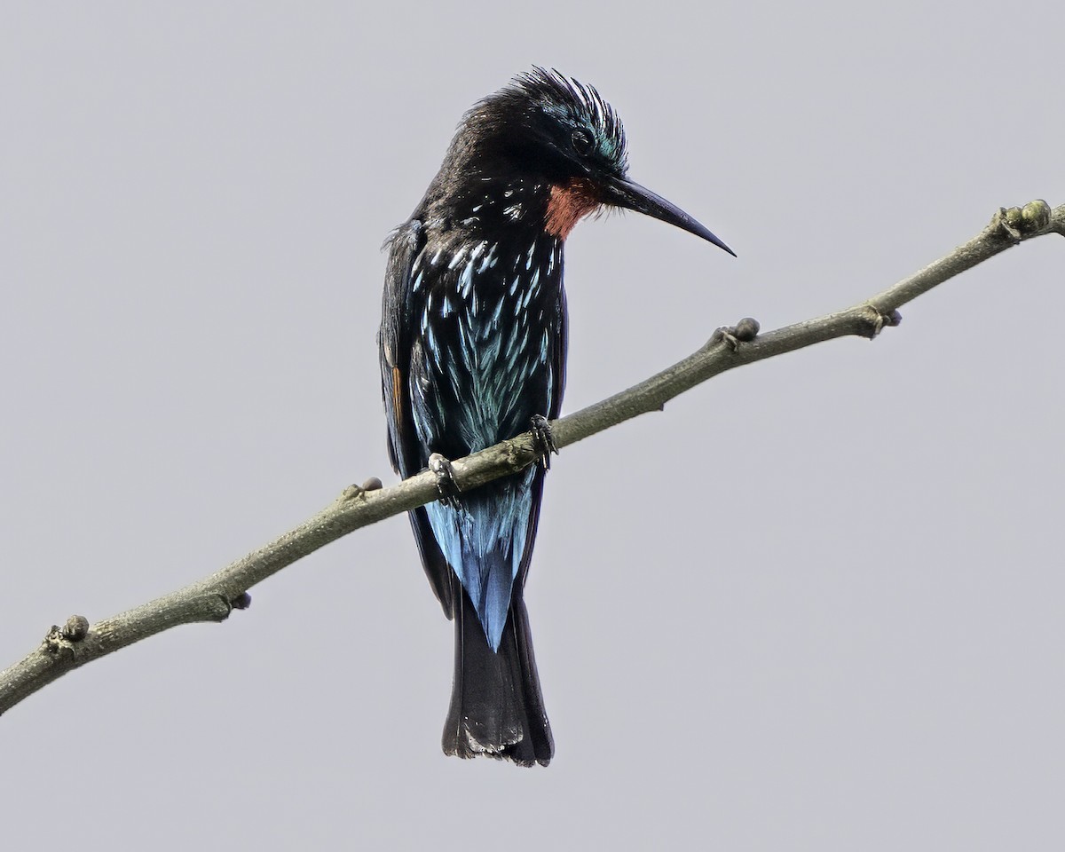Guêpier noir - ML637367748