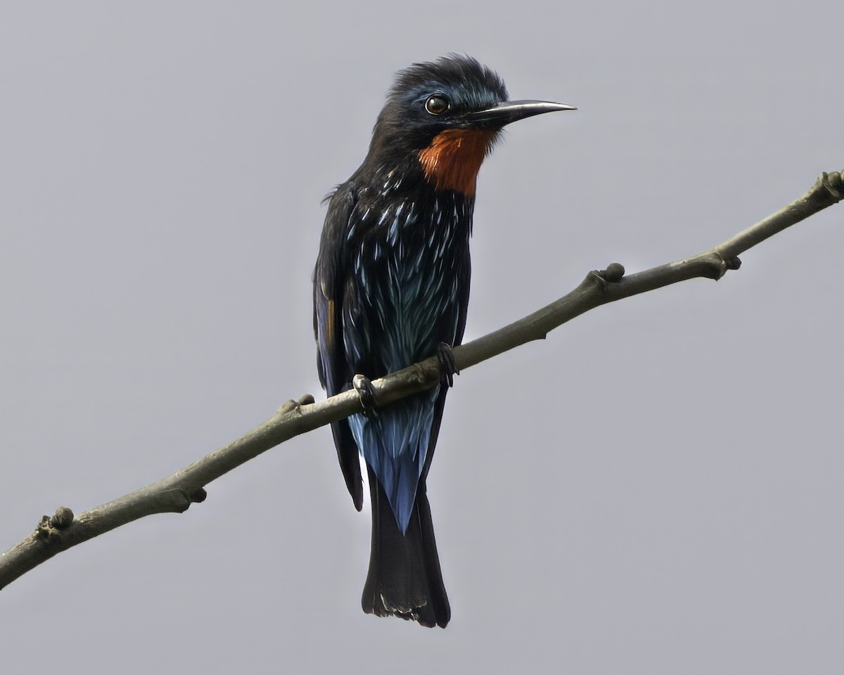 Guêpier noir - ML637367749