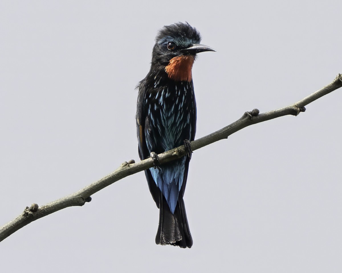 Guêpier noir - ML637367750