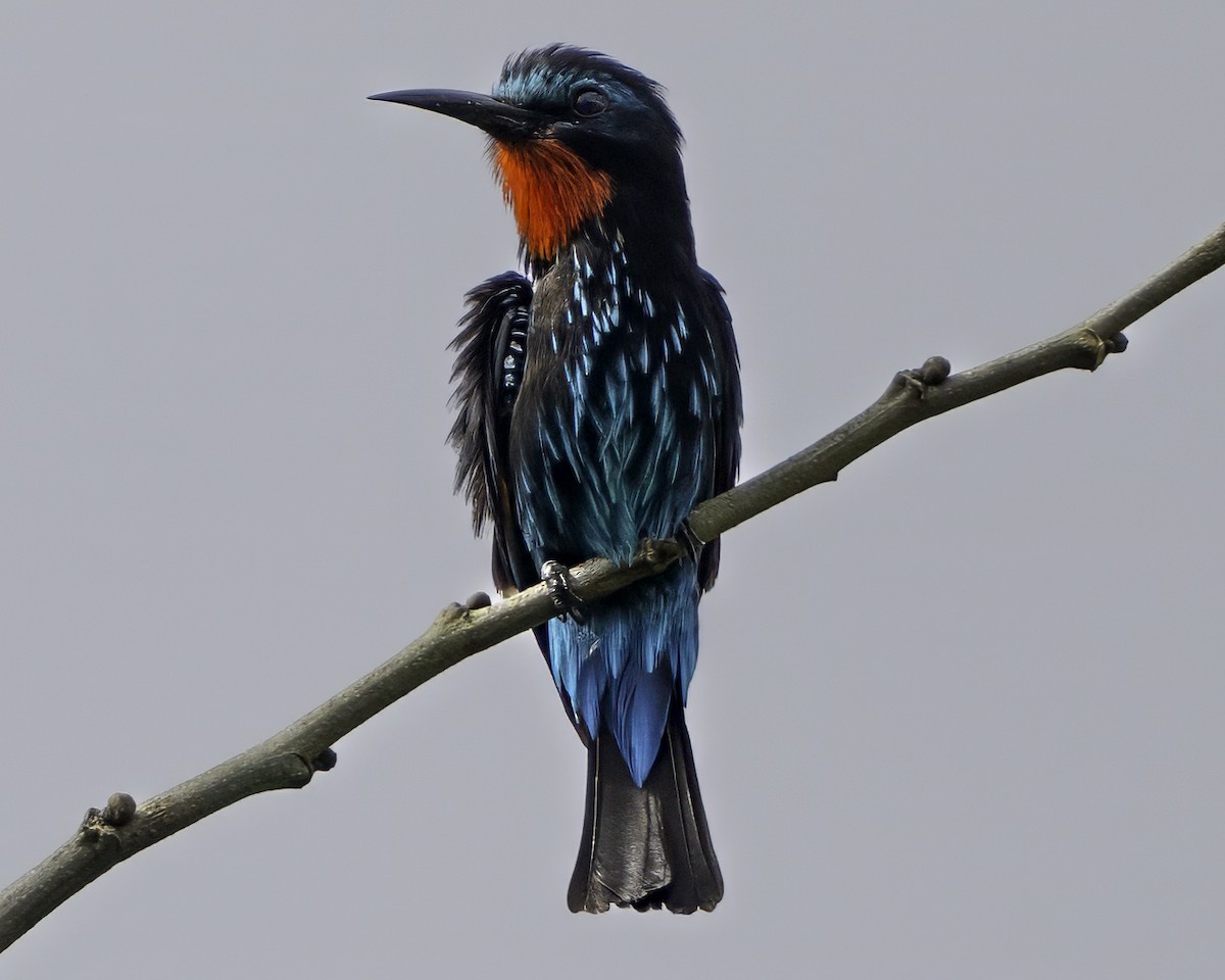 Guêpier noir - ML637367751