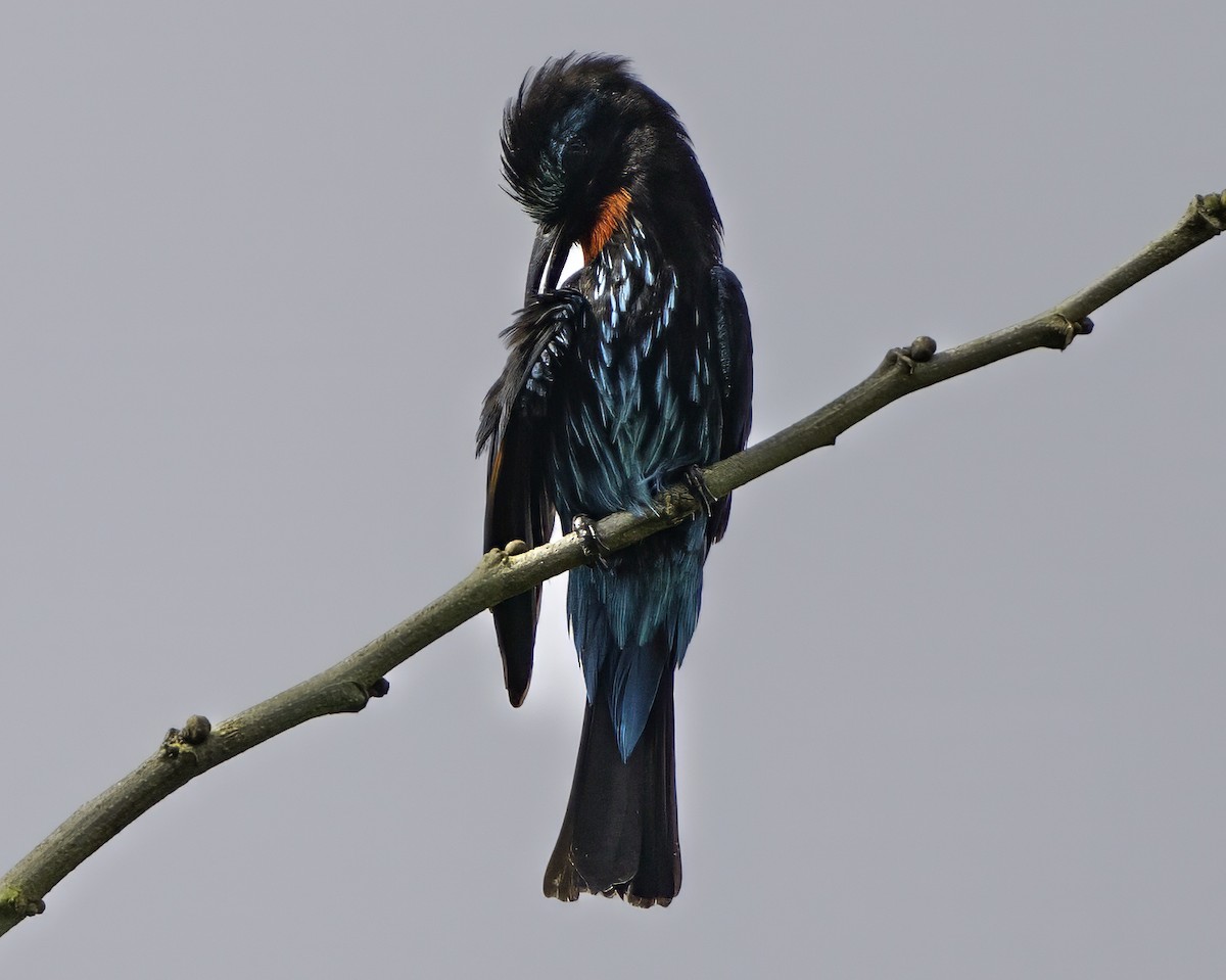 Guêpier noir - ML637367754