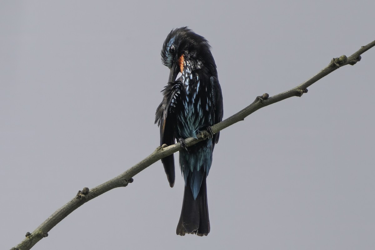 Guêpier noir - ML637367756