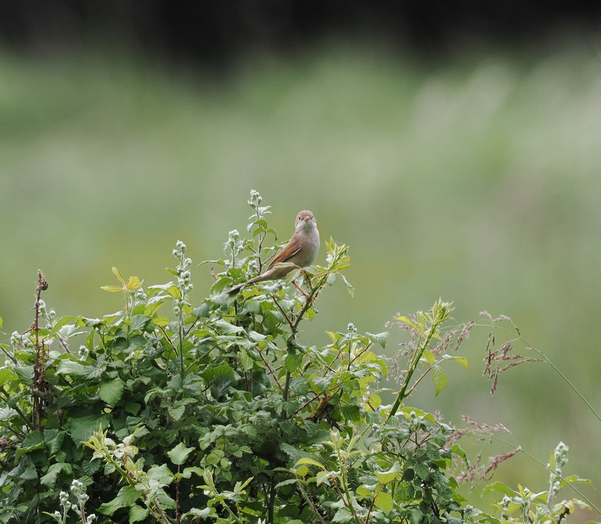 Greater Whitethroat - ML637367765