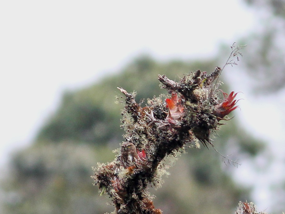 Yungas Pygmy-Owl - ML637367767