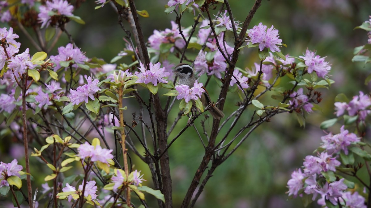 White-browed Fulvetta (Chinese) - ML637367785