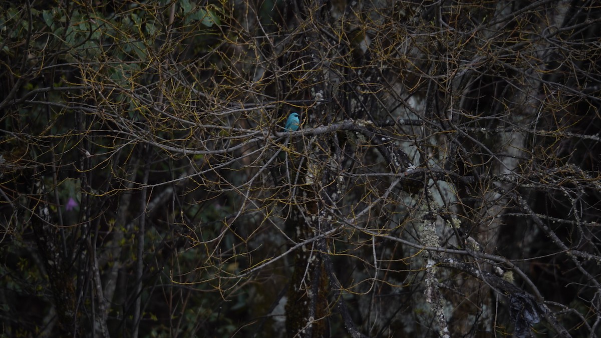 Verditer Flycatcher - ML637367790