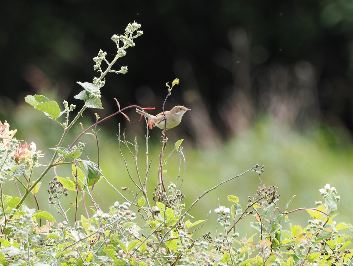 Greater Whitethroat - ML637367792