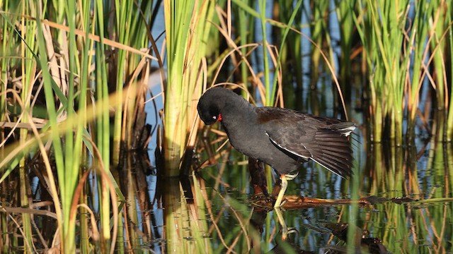 Common Gallinule - ML637367793
