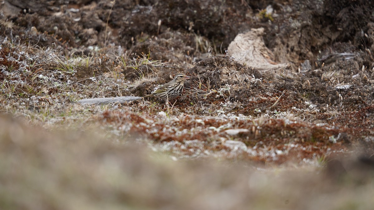 Olive-backed Pipit - ML637367795