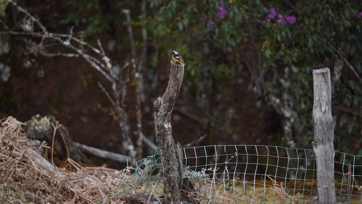 White-winged Redstart - ML637367816