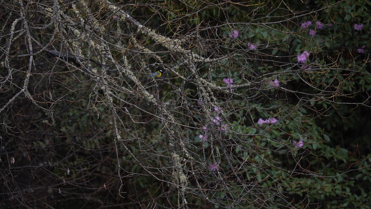 Green-backed Tit - ML637367827