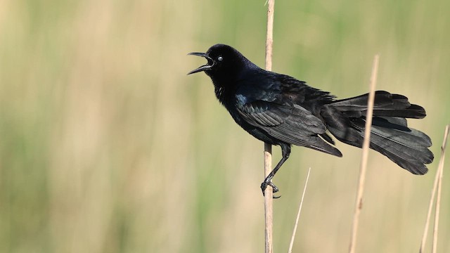 Boat-tailed Grackle - ML637367848