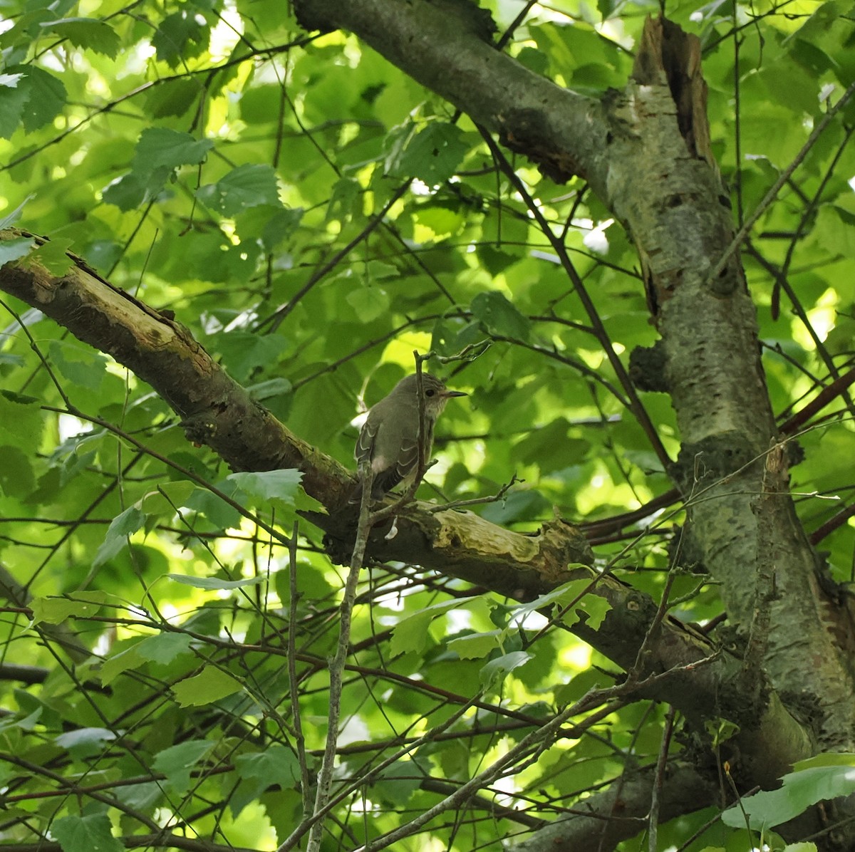 Spotted Flycatcher - ML637367849