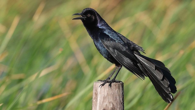 Boat-tailed Grackle - ML637367864
