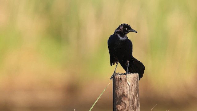 Boat-tailed Grackle - ML637367867