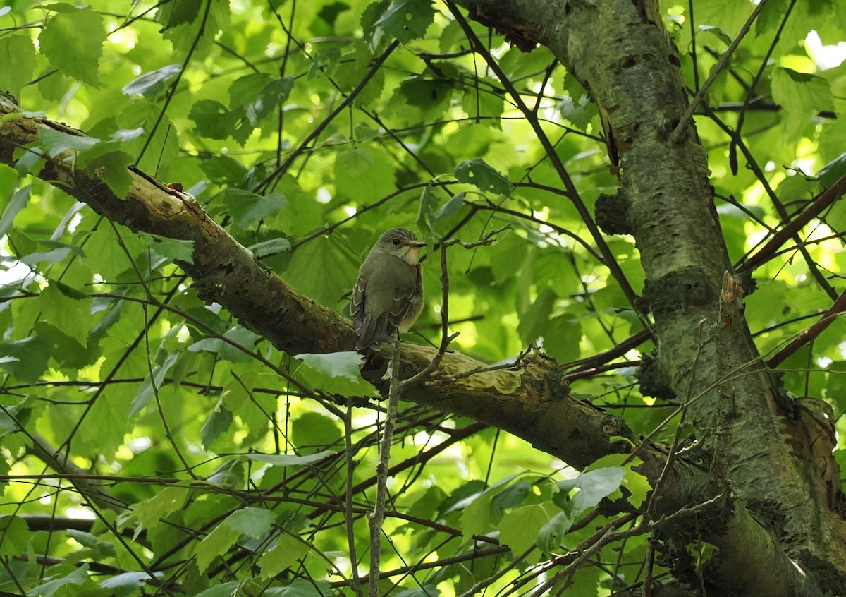 Spotted Flycatcher - ML637367875