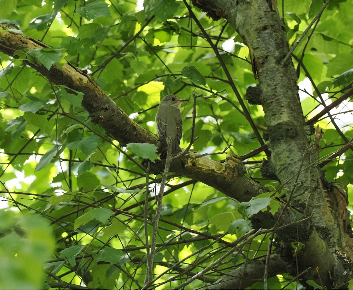 Spotted Flycatcher - ML637367878