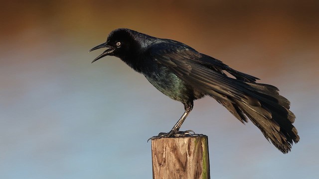 Boat-tailed Grackle - ML637367882
