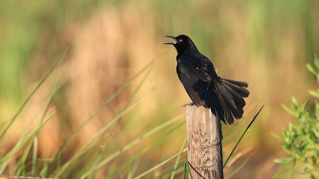 Boat-tailed Grackle - ML637367883