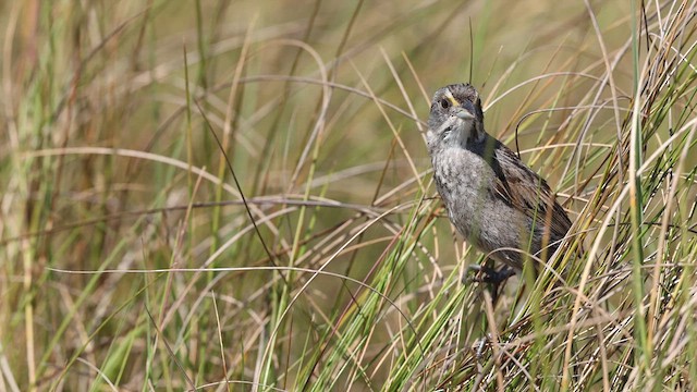 Seaside Sparrow - ML637367892