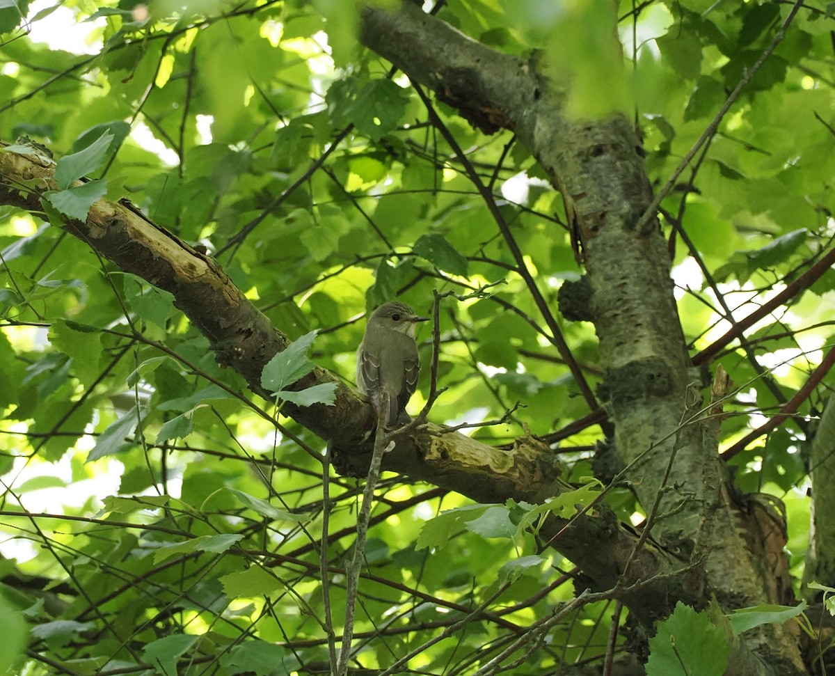 Spotted Flycatcher - ML637367895
