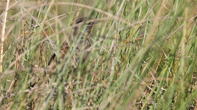 Seaside Sparrow - ML637367897