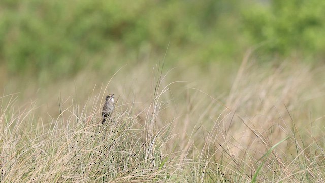 Seaside Sparrow - ML637367903