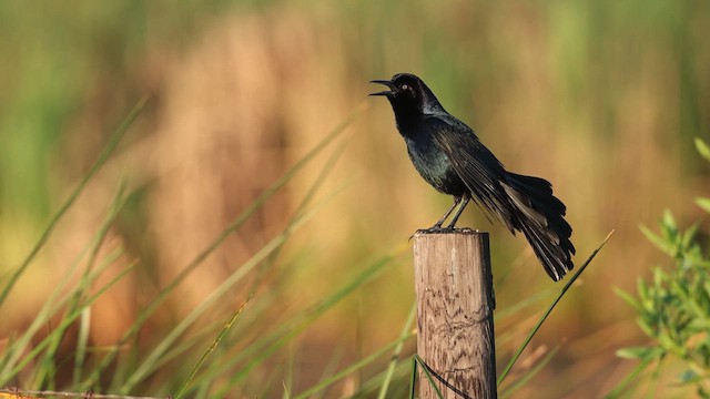 Boat-tailed Grackle - ML637367904