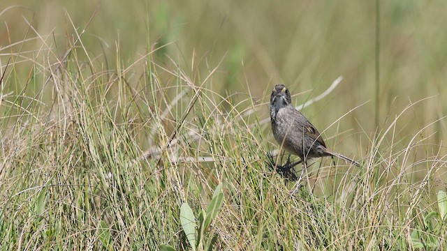Seaside Sparrow - ML637367905