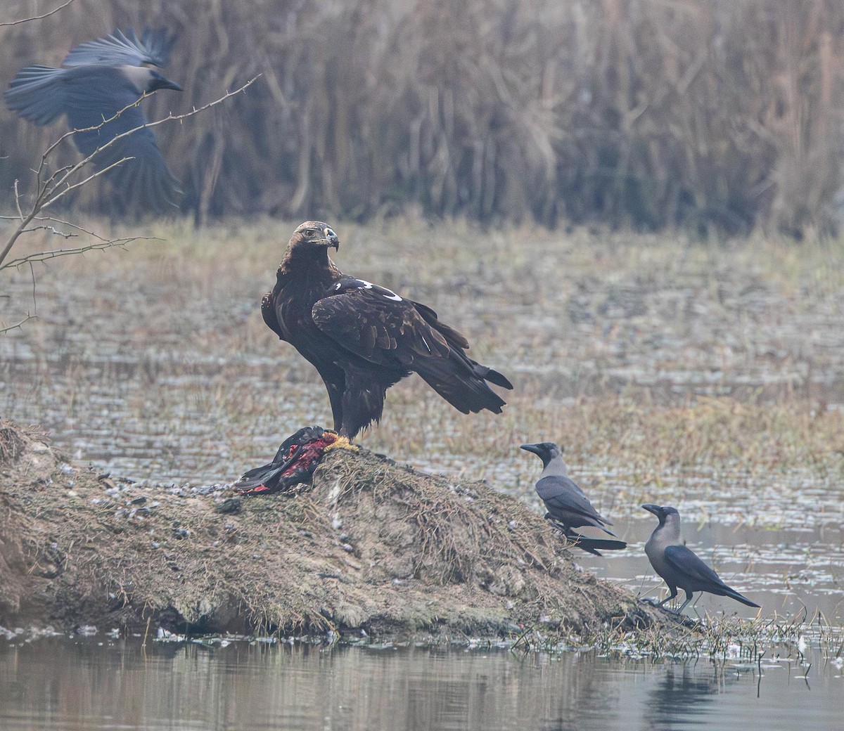 Aigle impérial - ML637367926