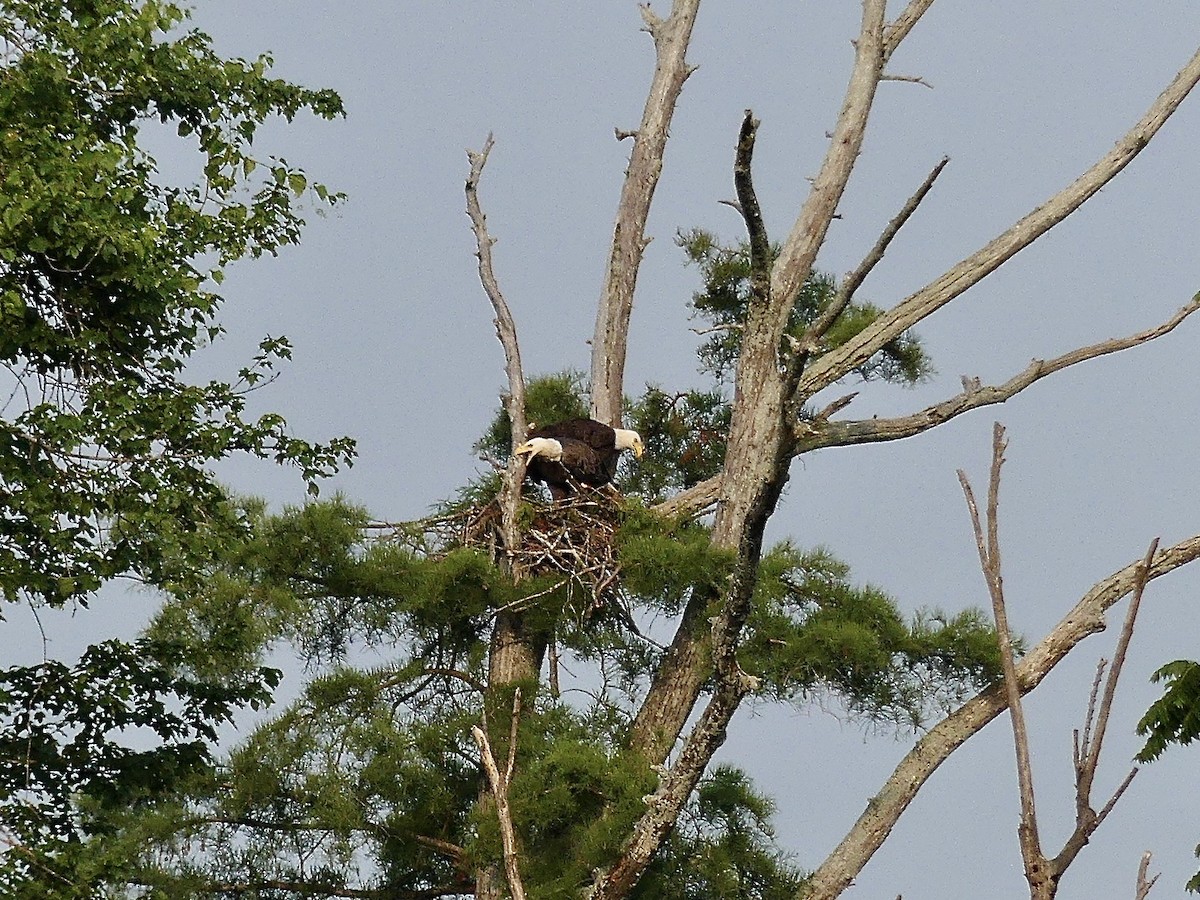 Bald Eagle - ML637367935