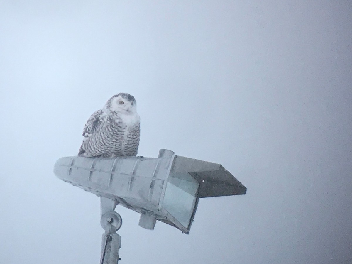 Snowy Owl - ML637367940