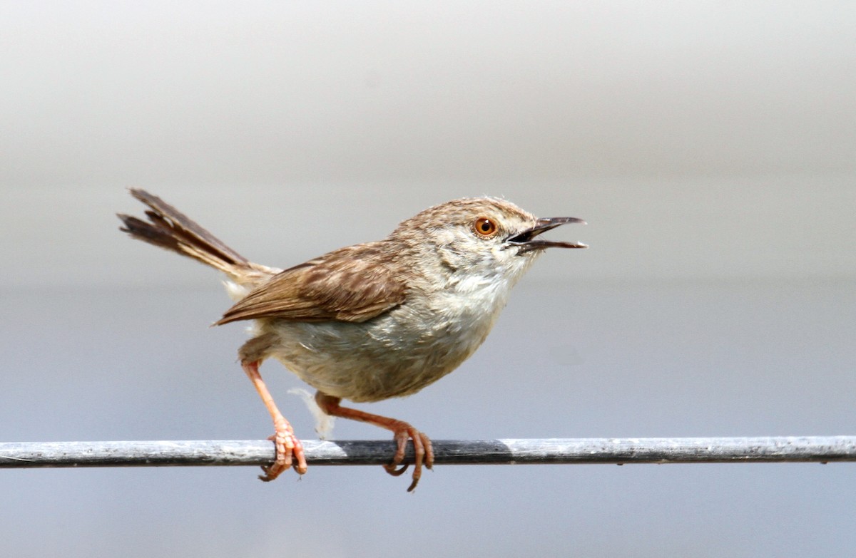 alveprinia - ML637367978