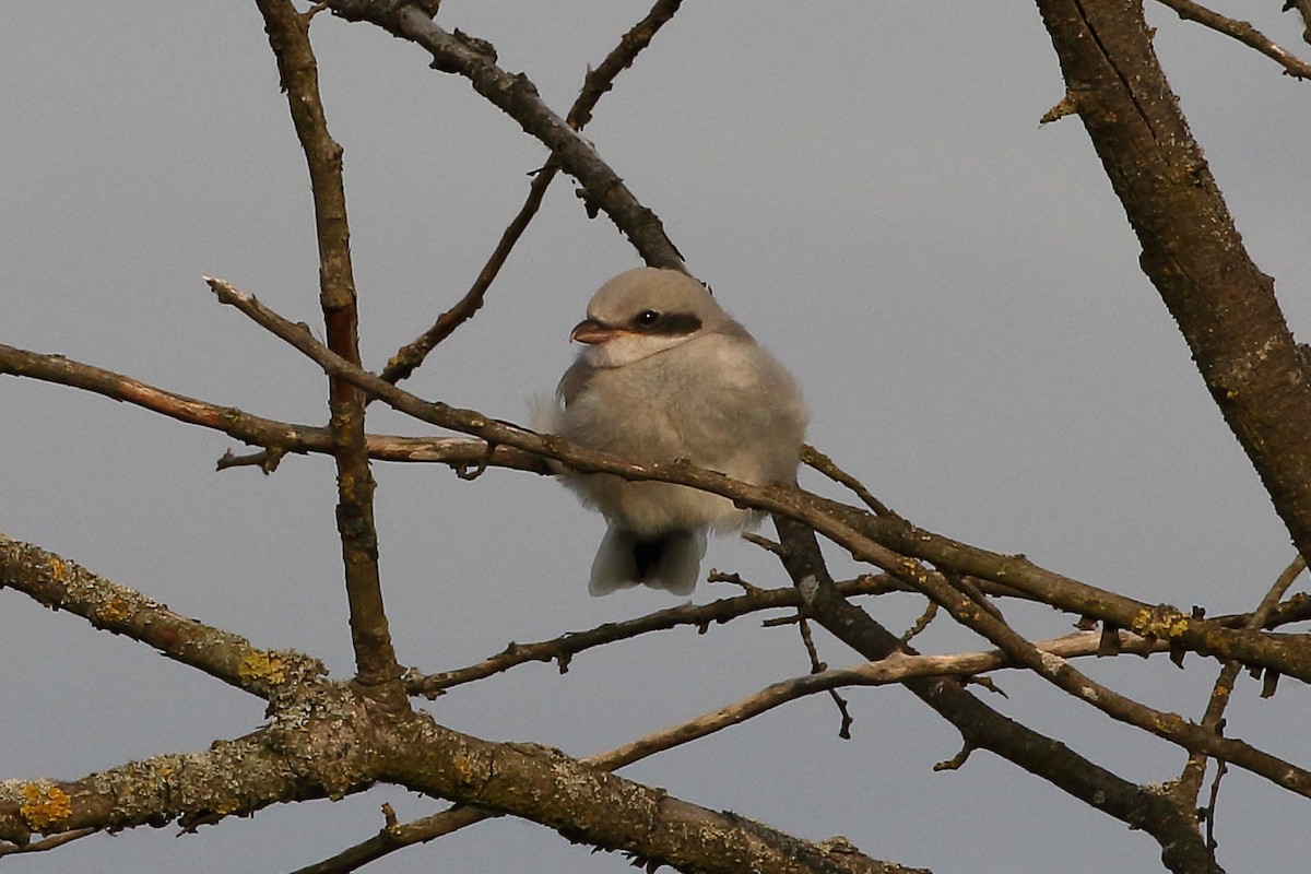 Great Gray Shrike (Great Gray) - ML637367979
