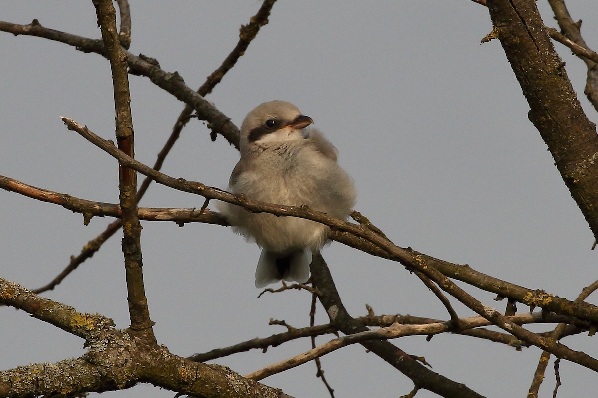 Great Gray Shrike (Great Gray) - ML637367980