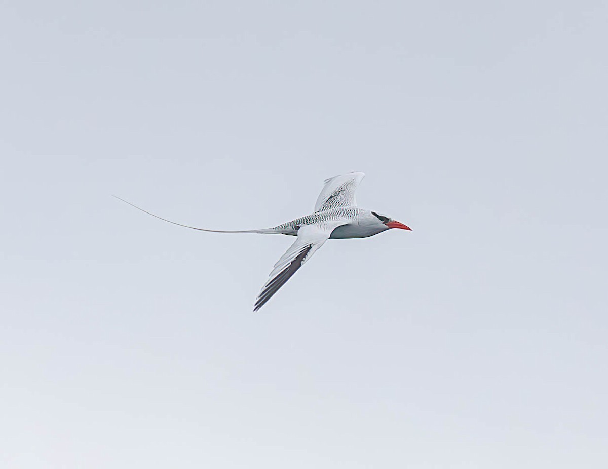 Red-billed Tropicbird - ML637367983