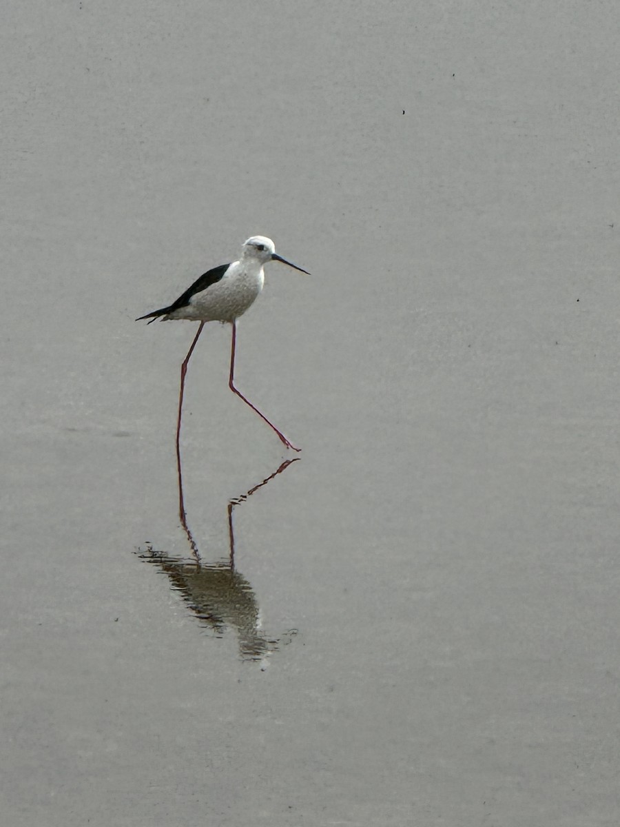 Black-winged Stilt - ML637368067