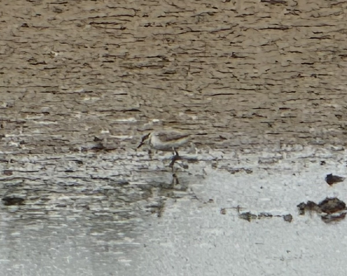 Kentish Plover - ML637368082