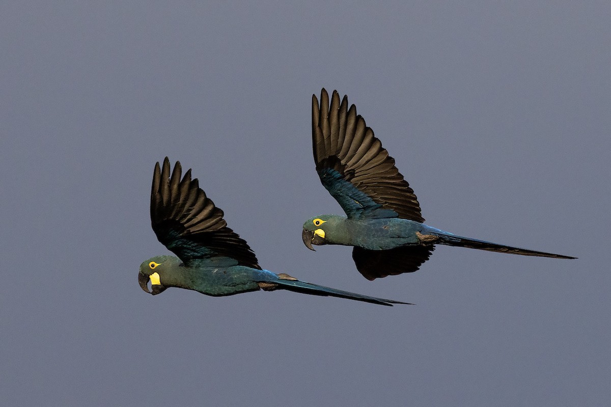 Indigo Macaw - ML637368083