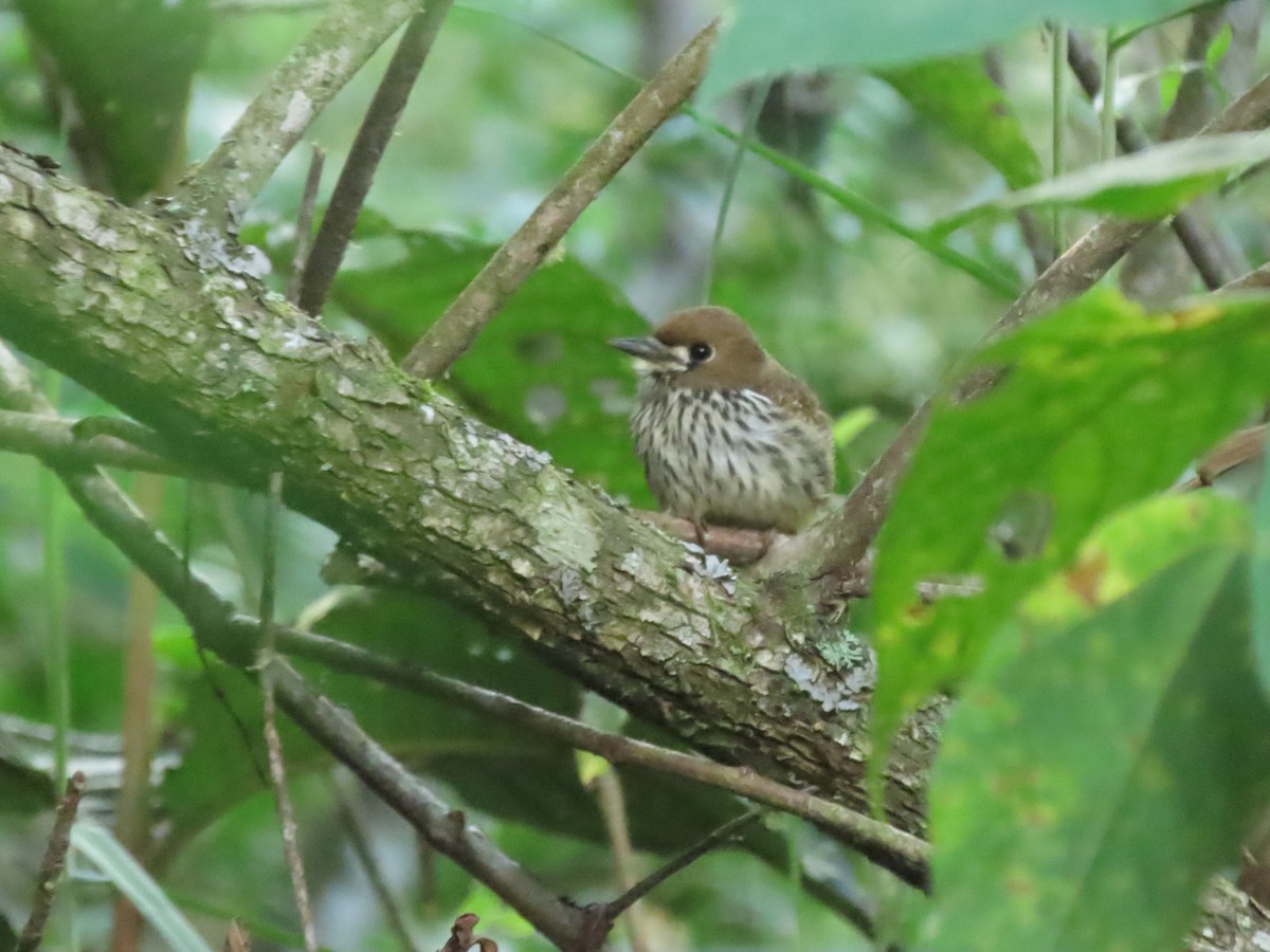 Streifenfaulvogel - ML637368101