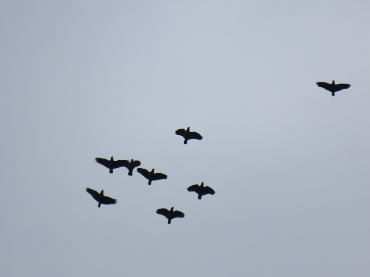 Scaly-naped Amazon - ML637368122