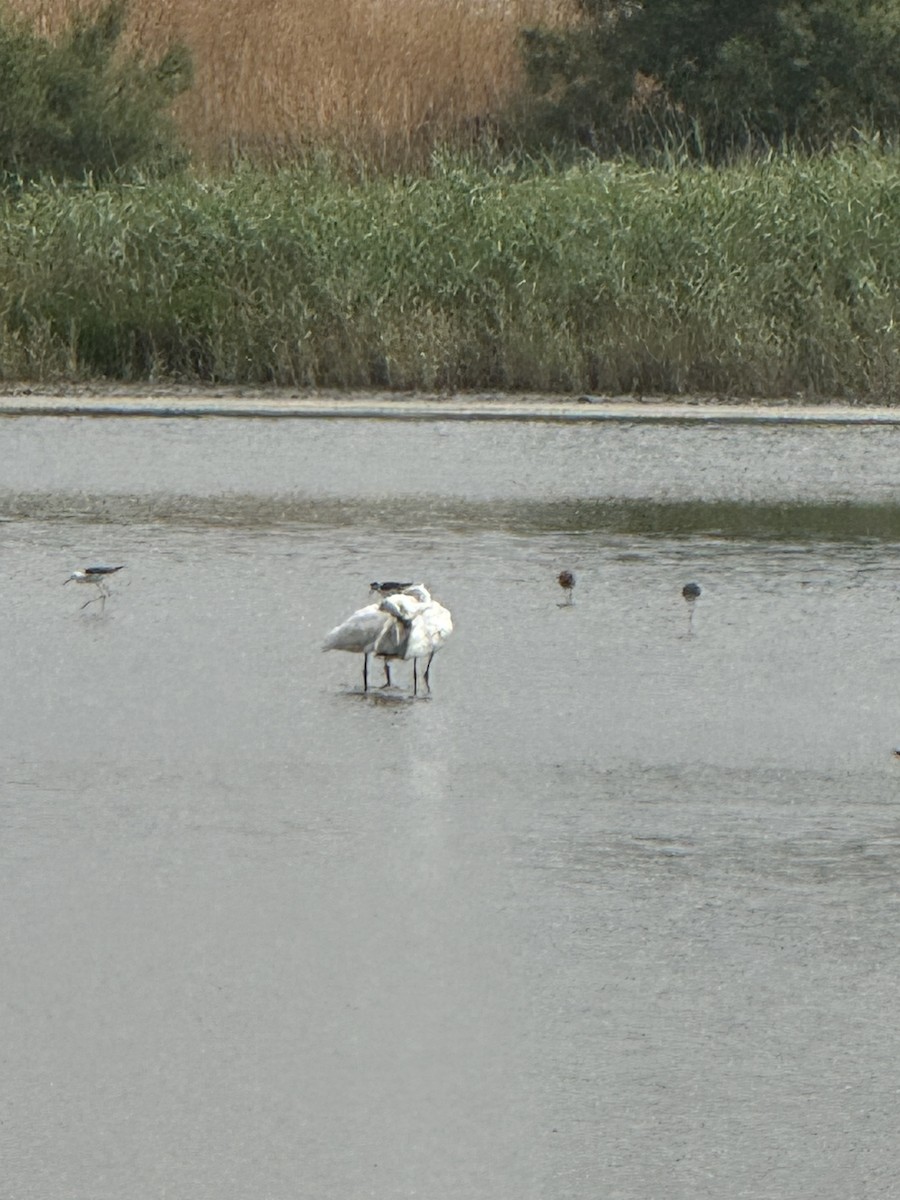 Eurasian Spoonbill - ML637368130