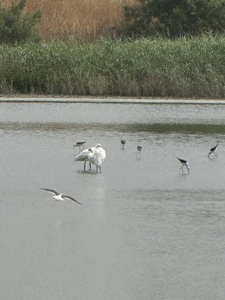 Eurasian Spoonbill - ML637368131