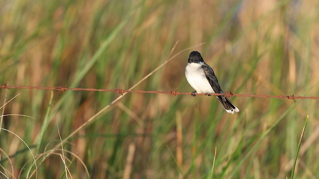 Eastern Kingbird - ML637368147
