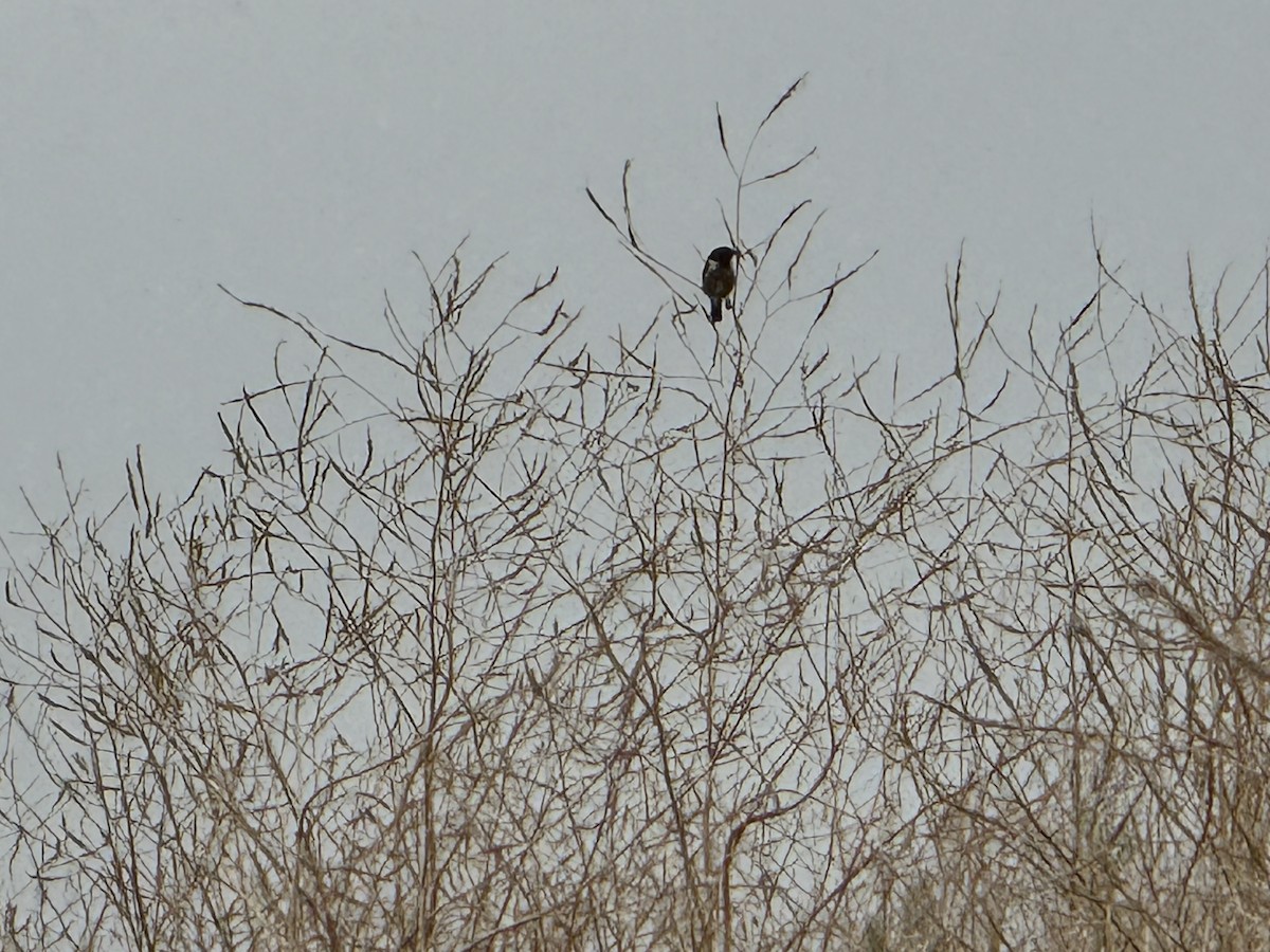 European Stonechat - ML637368153