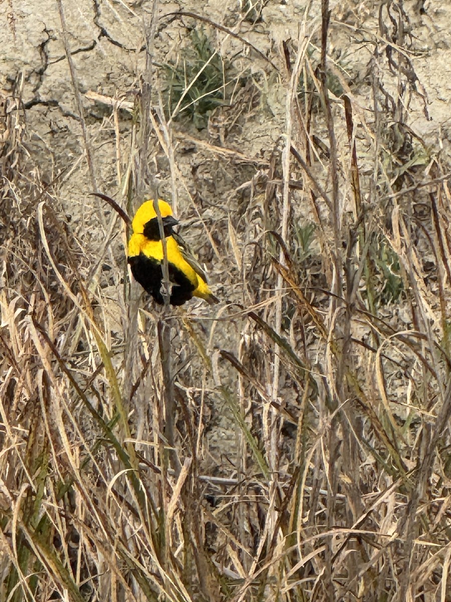 Yellow-crowned Bishop - ML637368159