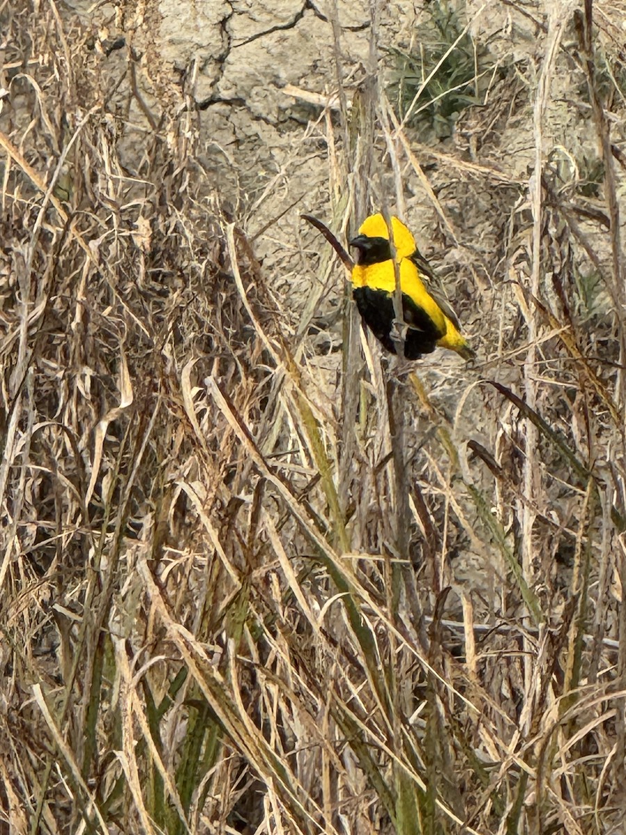 Yellow-crowned Bishop - ML637368160