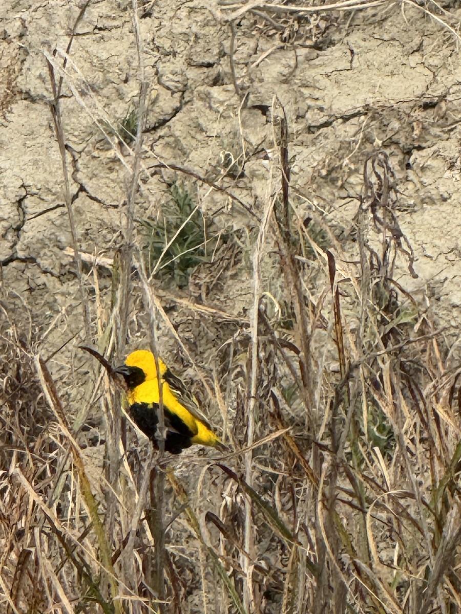 Yellow-crowned Bishop - ML637368161