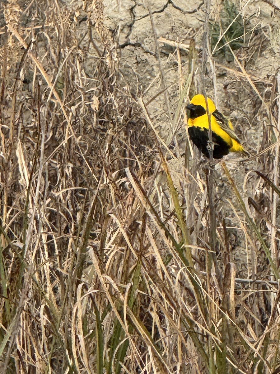 Yellow-crowned Bishop - ML637368162