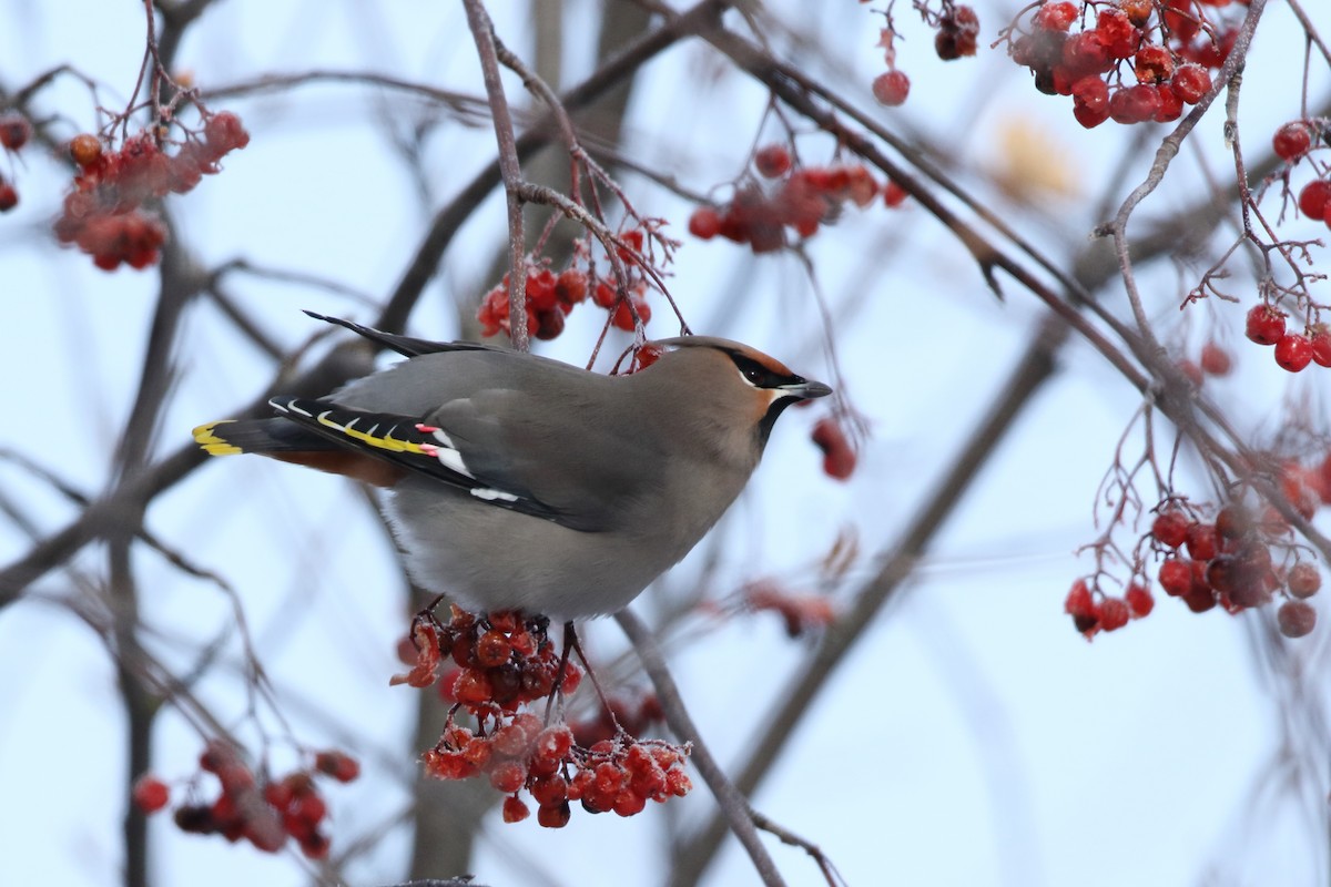 Bohemian Waxwing - ML637368165
